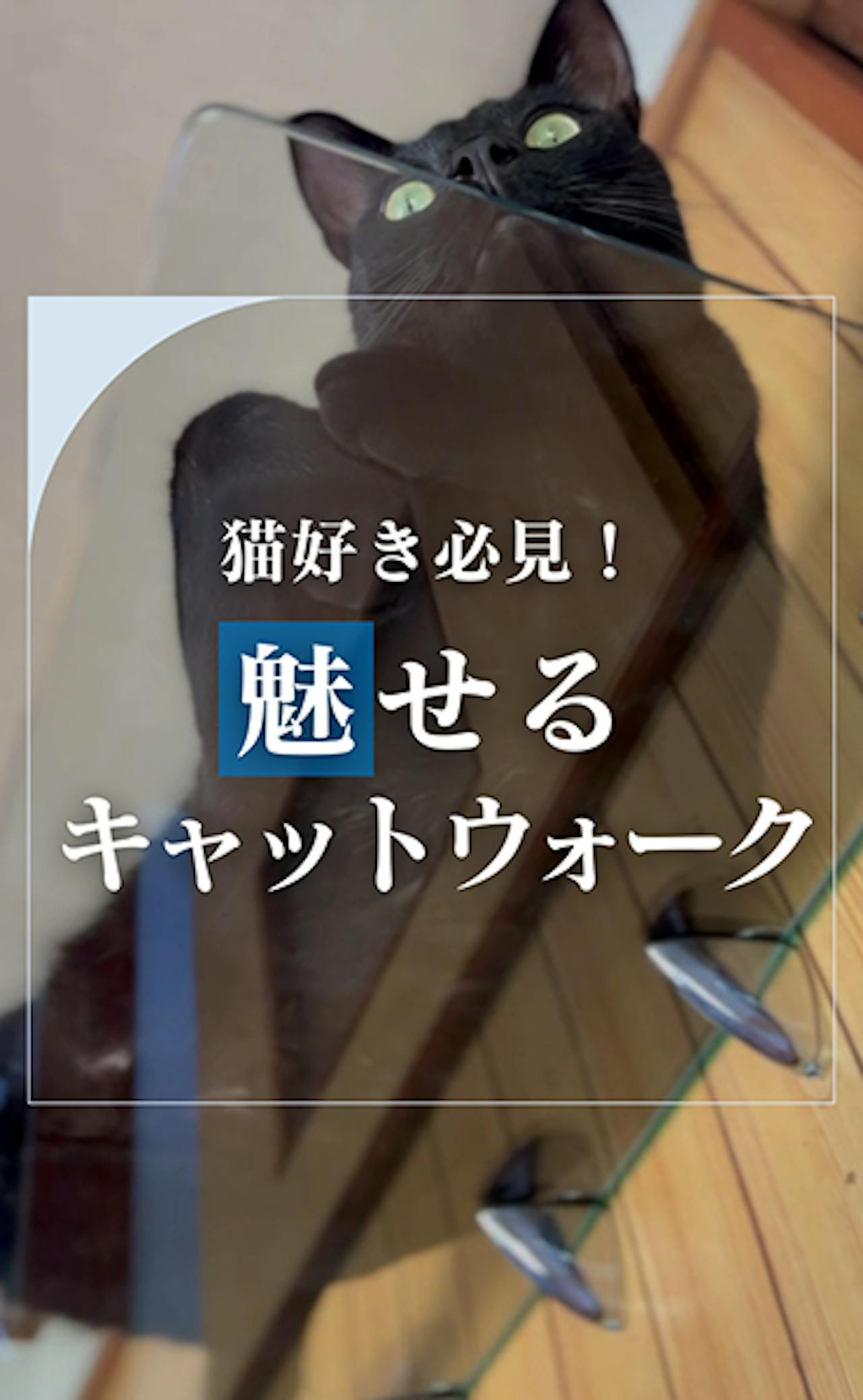 猫好き必見！透明キャットウォークが可愛すぎる【オーダーガラス板.com】